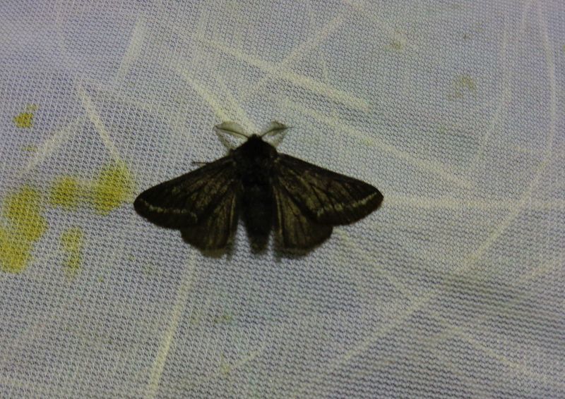 Lycia hirtaria, forma melanica
